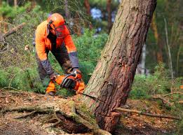 Best Aeration Services  in Cliffside Park, NJ