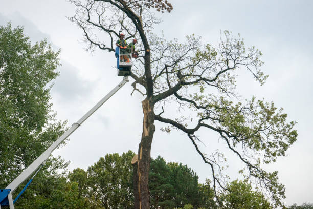 Seasonal Cleanup (Spring/Fall) in Cliffside Park, NJ