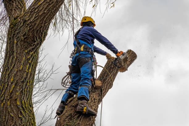 Reliable Cliffside Park, NJ Tree Removal Solutions