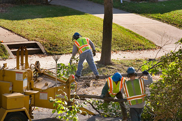Best Tree Health Inspection  in Cliffside Park, NJ