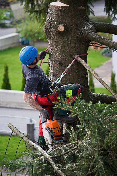 Professional Tree Removal in Cliffside Park, NJ