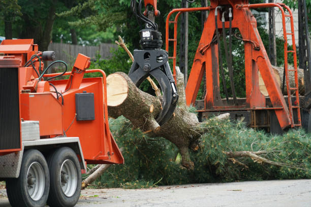 Best Firewood Processing and Delivery  in Cliffside Park, NJ
