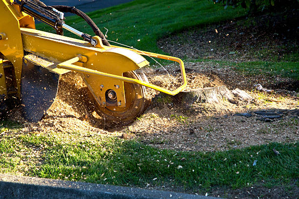 How Our Tree Care Process Works  in  Cliffside Park, NJ