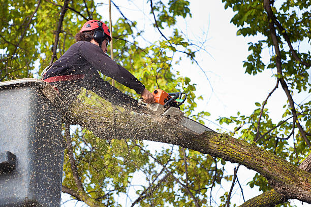 Best Storm Damage Tree Cleanup  in Cliffside Park, NJ