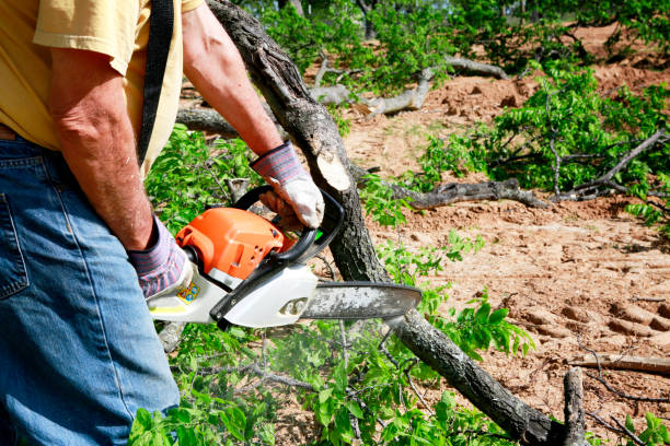 Best Lawn Watering Services  in Cliffside Park, NJ